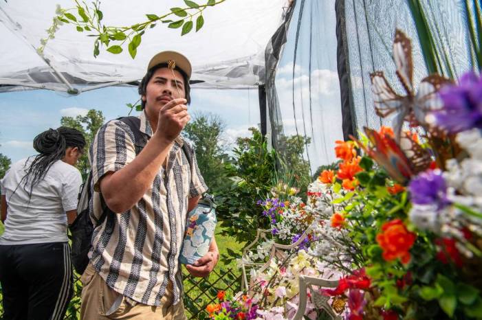 A student examines a small fake butterfly on a wire. Colorful flowers are in a row to the right of the student.