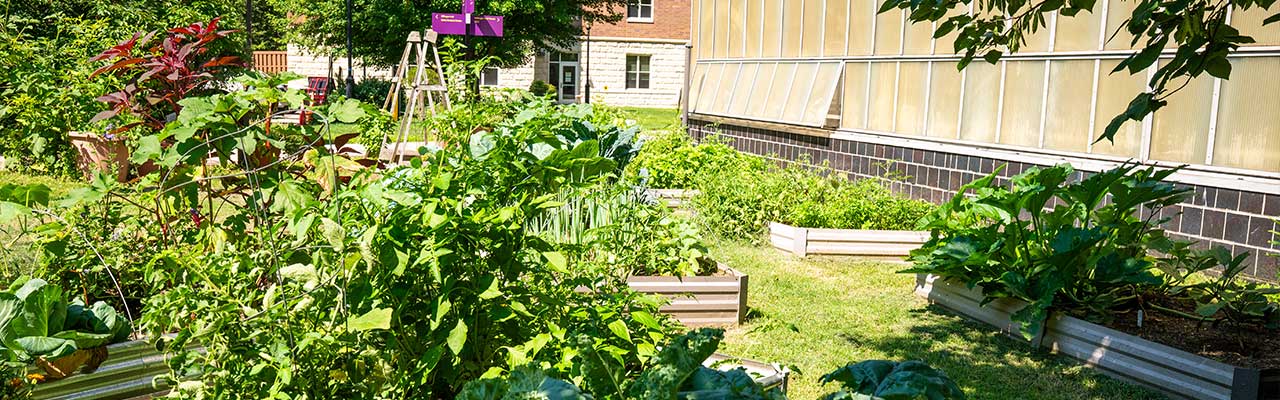 north campus garden featuring leafy greens