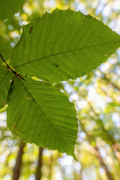 Sustainability Seminars at West Chester 2022