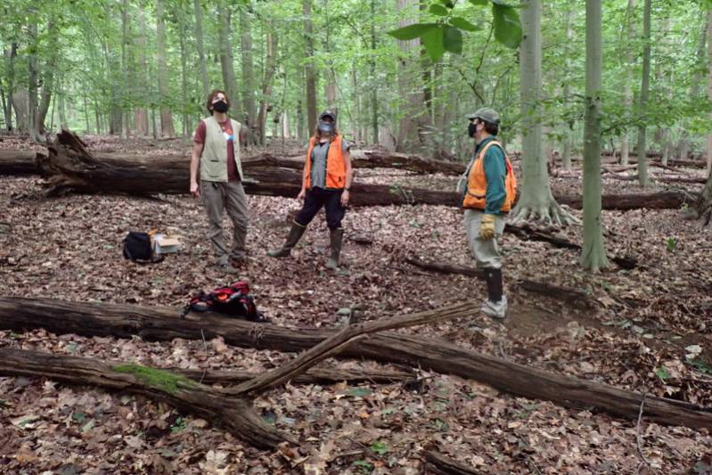 Researchers from the Pennsylvania DCNR installing the study plot and initiating monitoring 