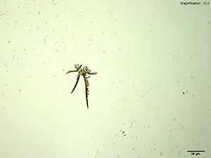 Reagent 1