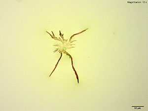Reagent 2