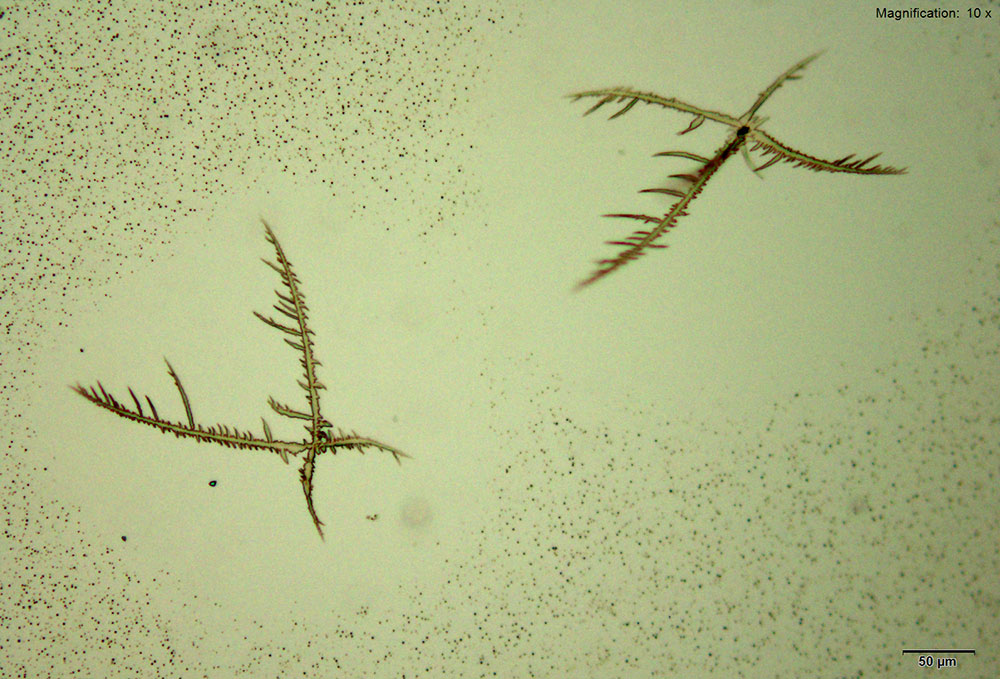Reagent 3