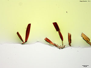 reagent 1 thumbnail
