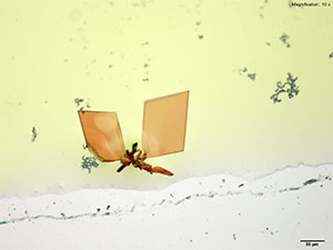 reagent 2 thumbnail