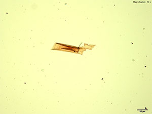 reagent 5 thumbnail