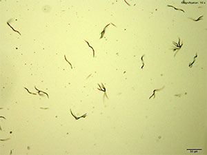 reagent thumbnail 1
