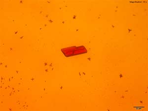 reagent thumbnail 1