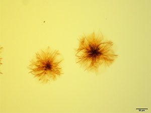Thumbnail: reagent 5
