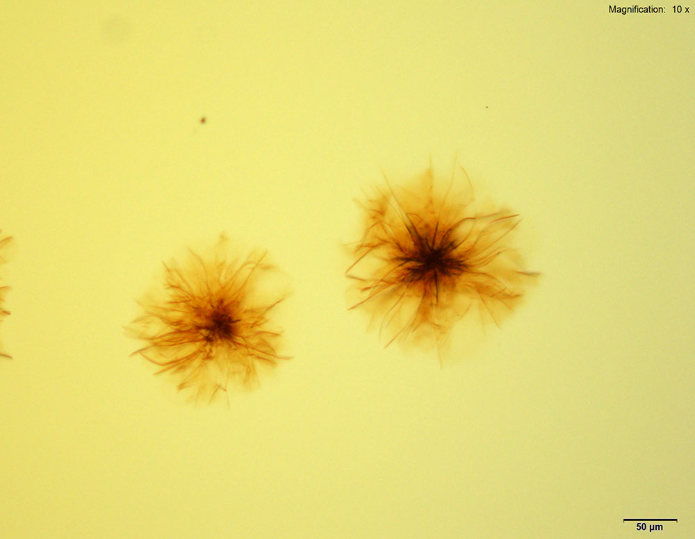 reagent 5
