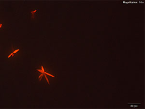 reagent thumbnail 6