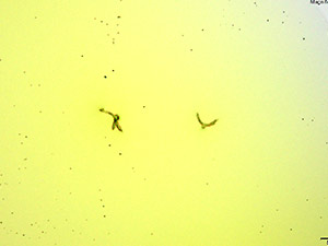 reagent thumbnail 1