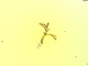 reagent thumbnail 2