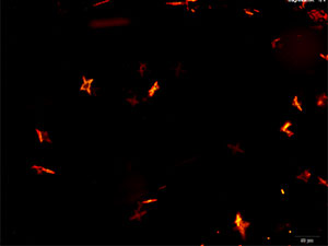 reagent thumbnail 9