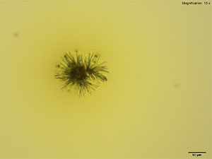 reagent thumbnail 1
