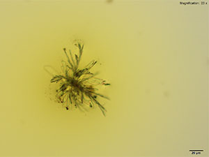 reagent thumbnail 2