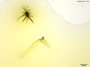 reagent thumbnail 3