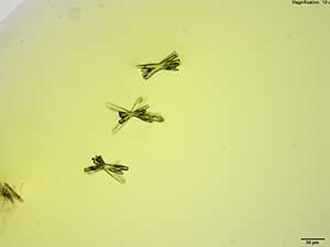 reagent thumbnail 1