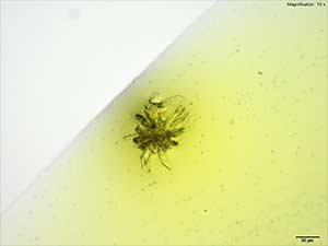 reagent thumbnail 2