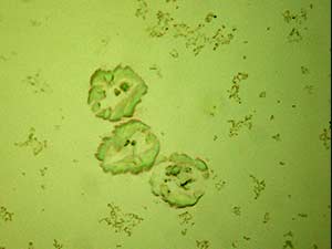 reagent thumbnail 5