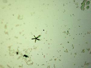 reagent thumbnail 6
