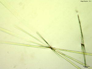 reagent thumbnail 1