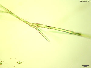 reagent thumbnail 2