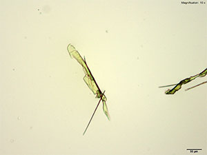 crystal thumbnail 2