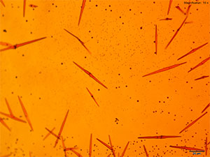 reagent 1 thumbnail