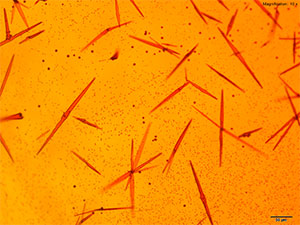 reagent 2 thumbnail