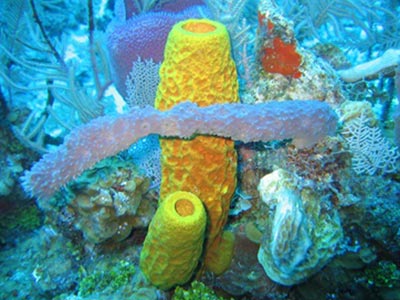 Corin Strattons image from presentation
